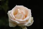 La rosa es delicada, perfumada y tiene espinas .....