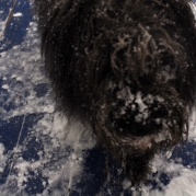 Baloo with a nice little snow in his nose