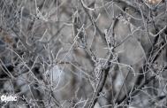 Iced branches from my yard